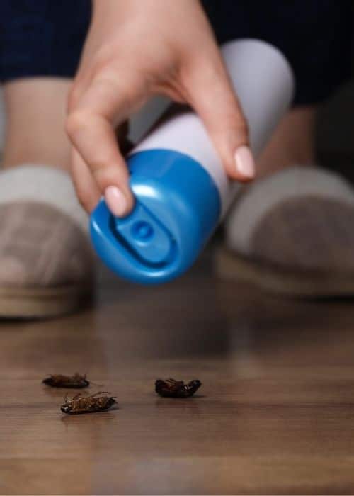 Plaga insectos en vivienda